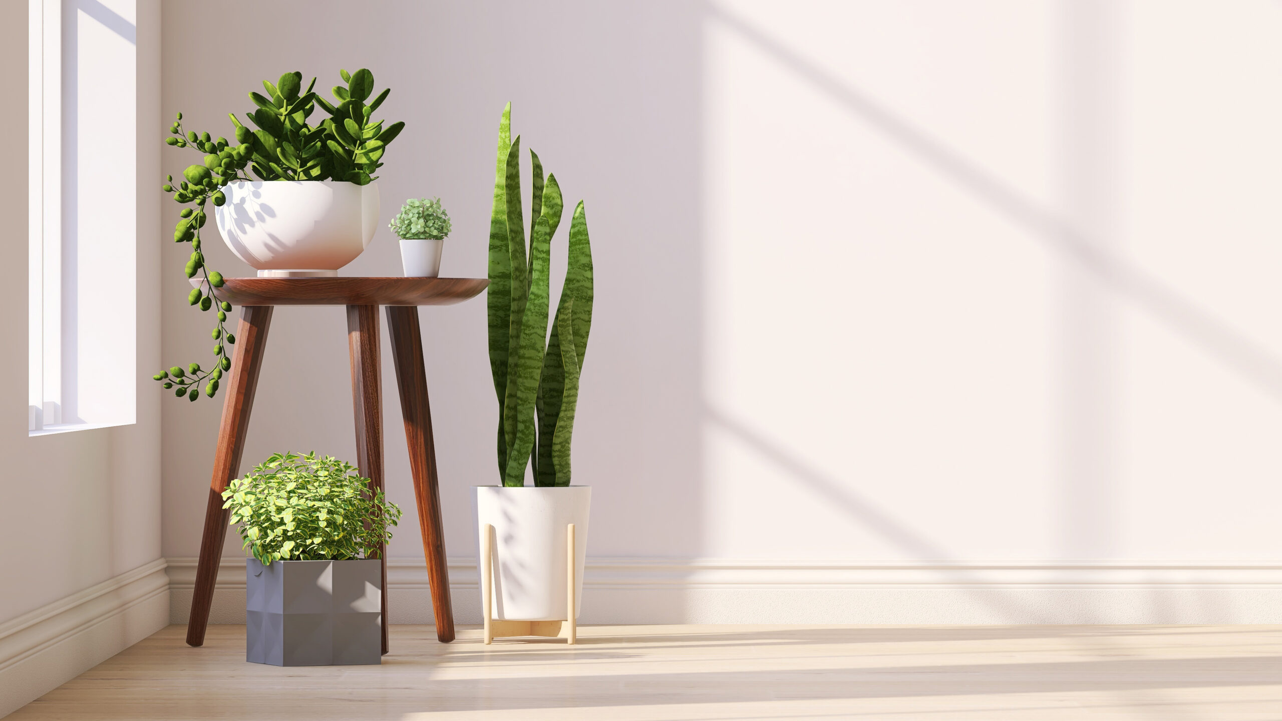Colț cu plante de interior Colț cu plante de interior
